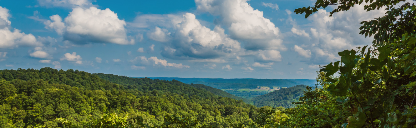 An outdoor scenery of trees and sky